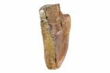 Triceratops Shed Tooth - Montana #72502-1